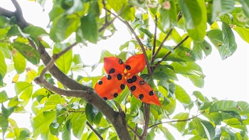 Fruit of <i>Sterculia lanceolate</i> (Scarlet Sterculia)